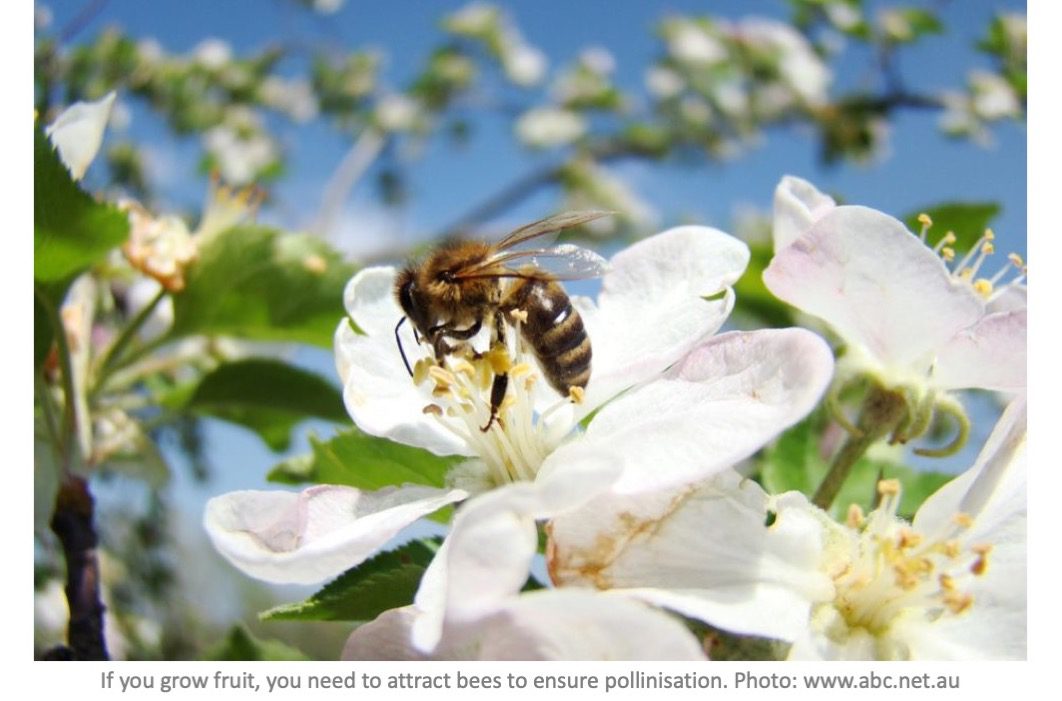 گرده افشانی زنبور عسل روی شکوفه های سیب