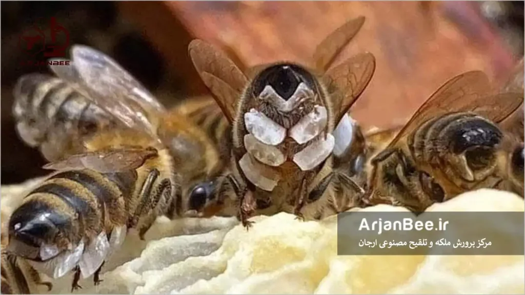 غده های موم ساز زنبور عسل