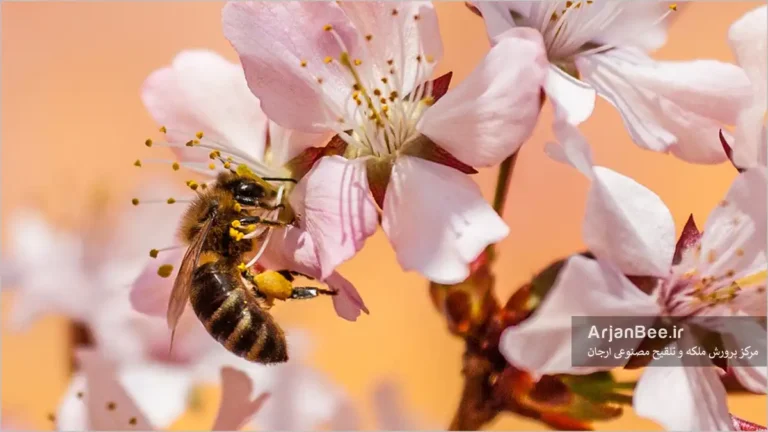 گرده افشانی شکوفه ها بوسیله زنبور عسل