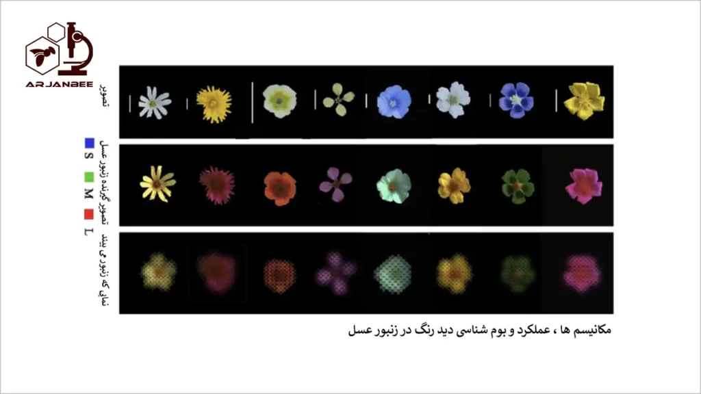 دیدن رنگ ها با چشمزنبورعسل