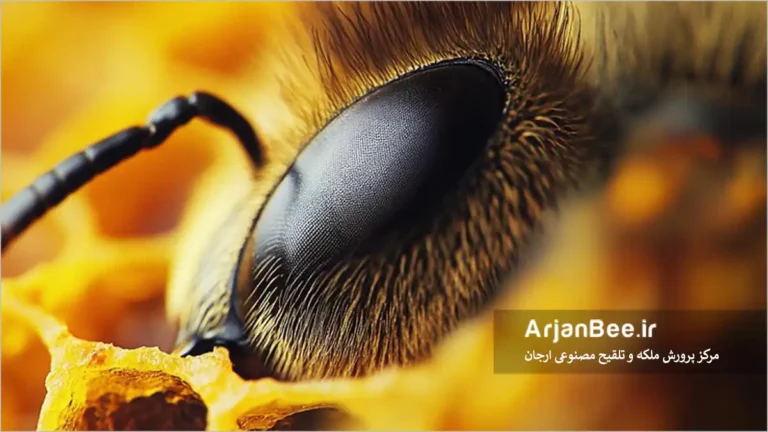 چشم زنبور عسل