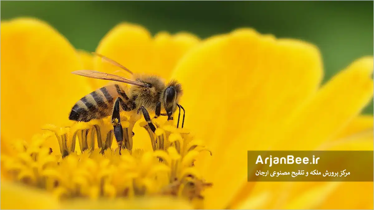 گرده افشانی زنبور عسل