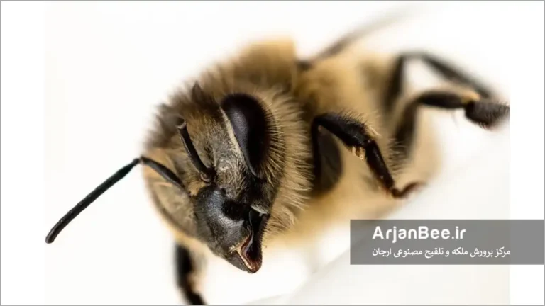 زنبور عسل