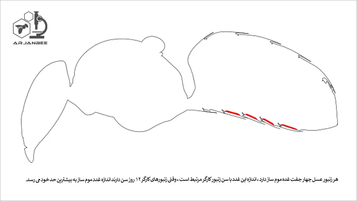 غدد موم ساز زنبور عسل