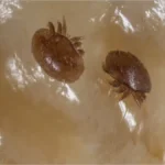 مشاهده کنه ها وقتی از زنبور عسل تغذیه می کنند