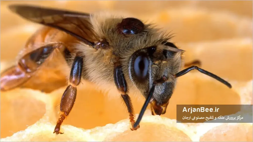 کنه های واروآ را کاملتر از همیشه بشناسید