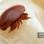 کنه واروآ روی بدن لارو زنبور عسل