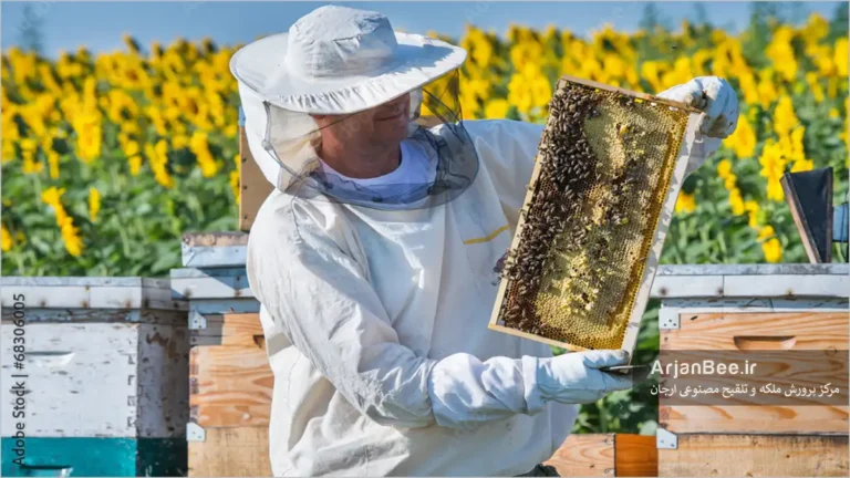 زنبورداری درکنار مزرعه آفتاب گردان