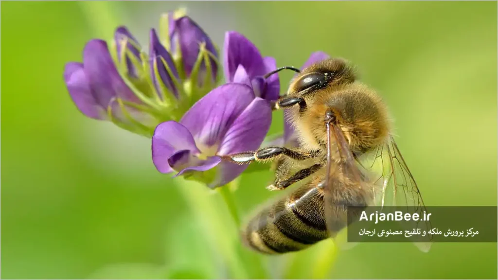 چراگری در زنبور عسل یا Foraging
