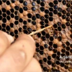 بیماری لوک امریکایی