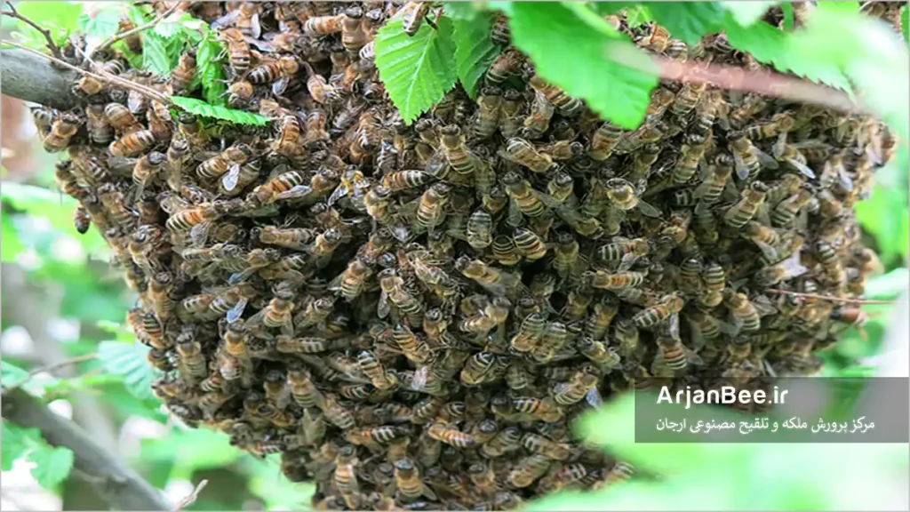 بچه درختی-swarm