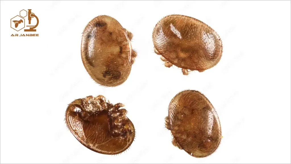 کنه های واروآ