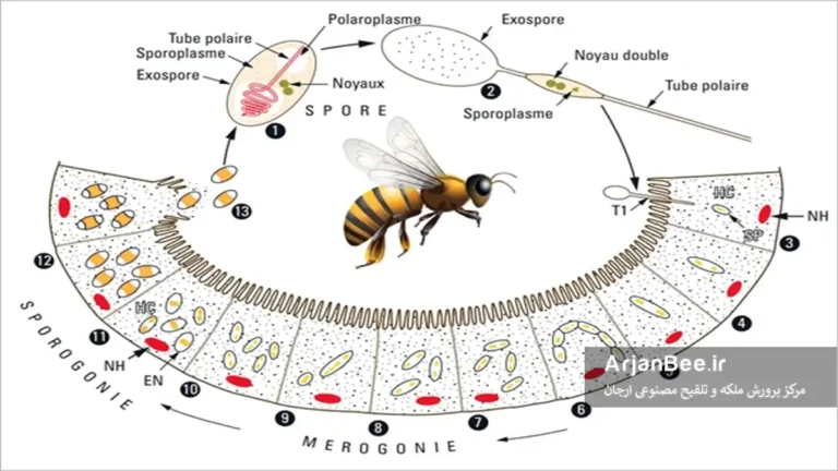 نوزما قاتل خاموش زنبور عسل