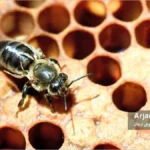 ویروس دفرمه شدن بال های زنبور عسلDeformed Wing Virus