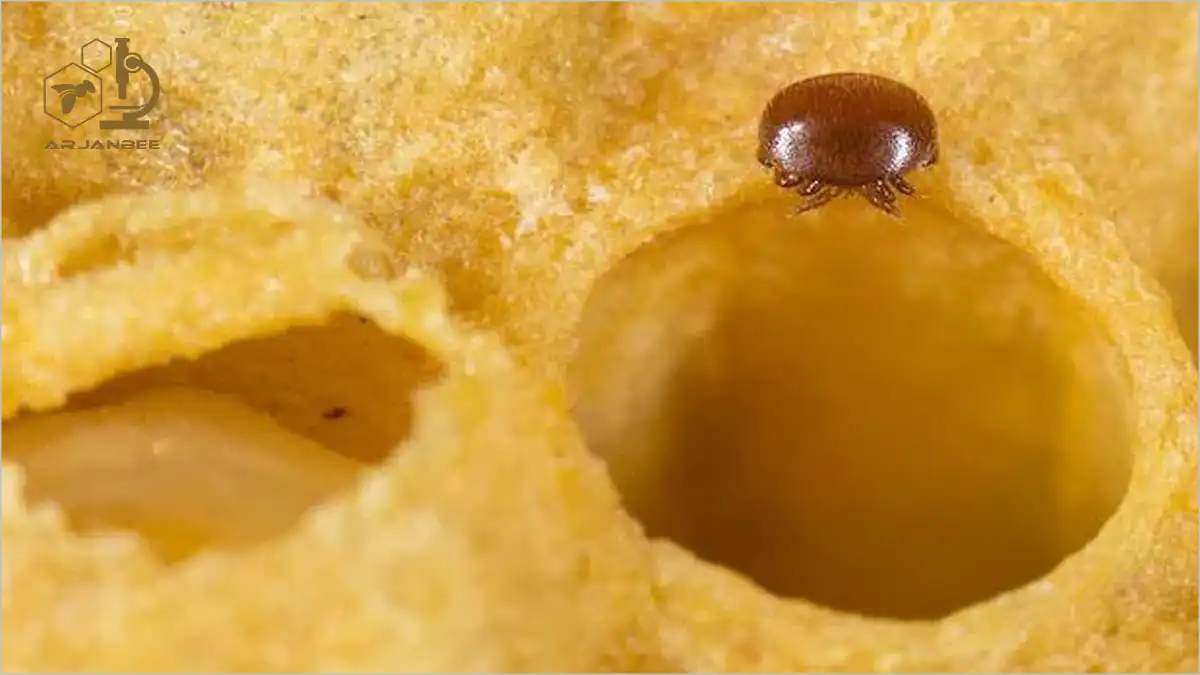 کنه واروآ
