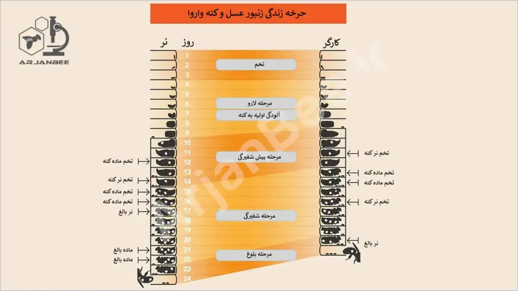 شکل 1 - چرخه زندگی کنه های واروآ و زنبورهای عسل نرها و کارگران
