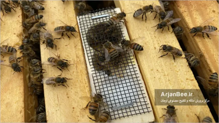 تعویض ملکه زنبور عسل