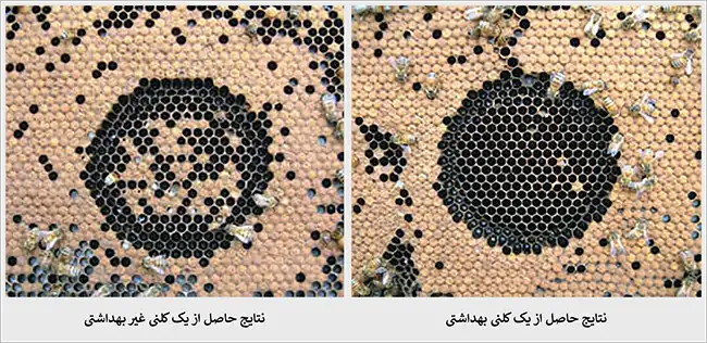 مقایسه رفتارهای بهداشتی زنبورهای عسل با هم