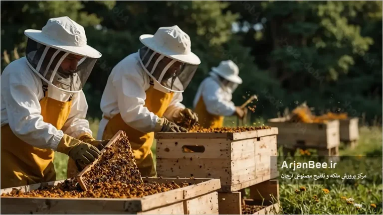 منطقه جفتگیری ملکه ها