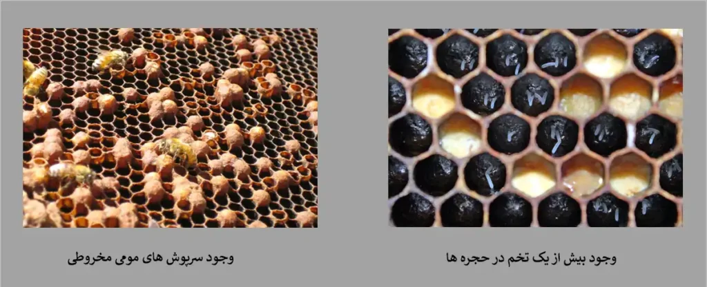 کلنی نر زا شده