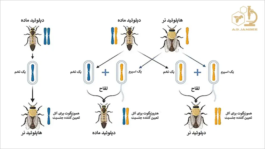 تعیین جنسیت زنبور عسل