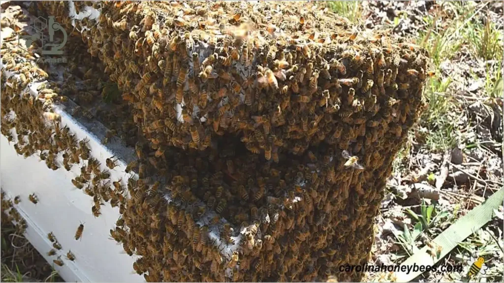 گرفتن بچه کندو