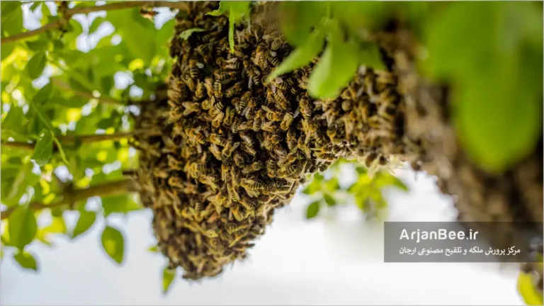 بچه کندو ( Swarming )