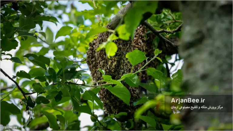قرار گرفتن بچه کلنی زنبور عسل روی درخت