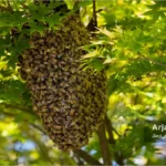 بچه دهی زنبور عسل