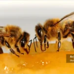 تغذیه های مکمل زنبور عسل