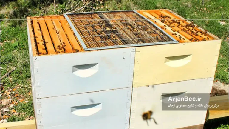 کندوهای دو ملکه ای افقی