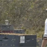 شکل ۱: کلنی‌ها در این زنبورستان در حال یکسان‌سازی هستند (یعنی جمعیت‌ها یکنواخت می‌شوند). باز بودن همزمان بسیاری از کلنی‌ها باعث شد زنبورهای این کلنی‌ها به جنون غارتگری دست بزنند.