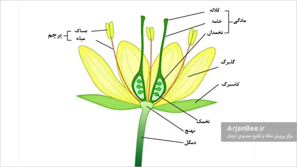 عکس تشریحی یک گل