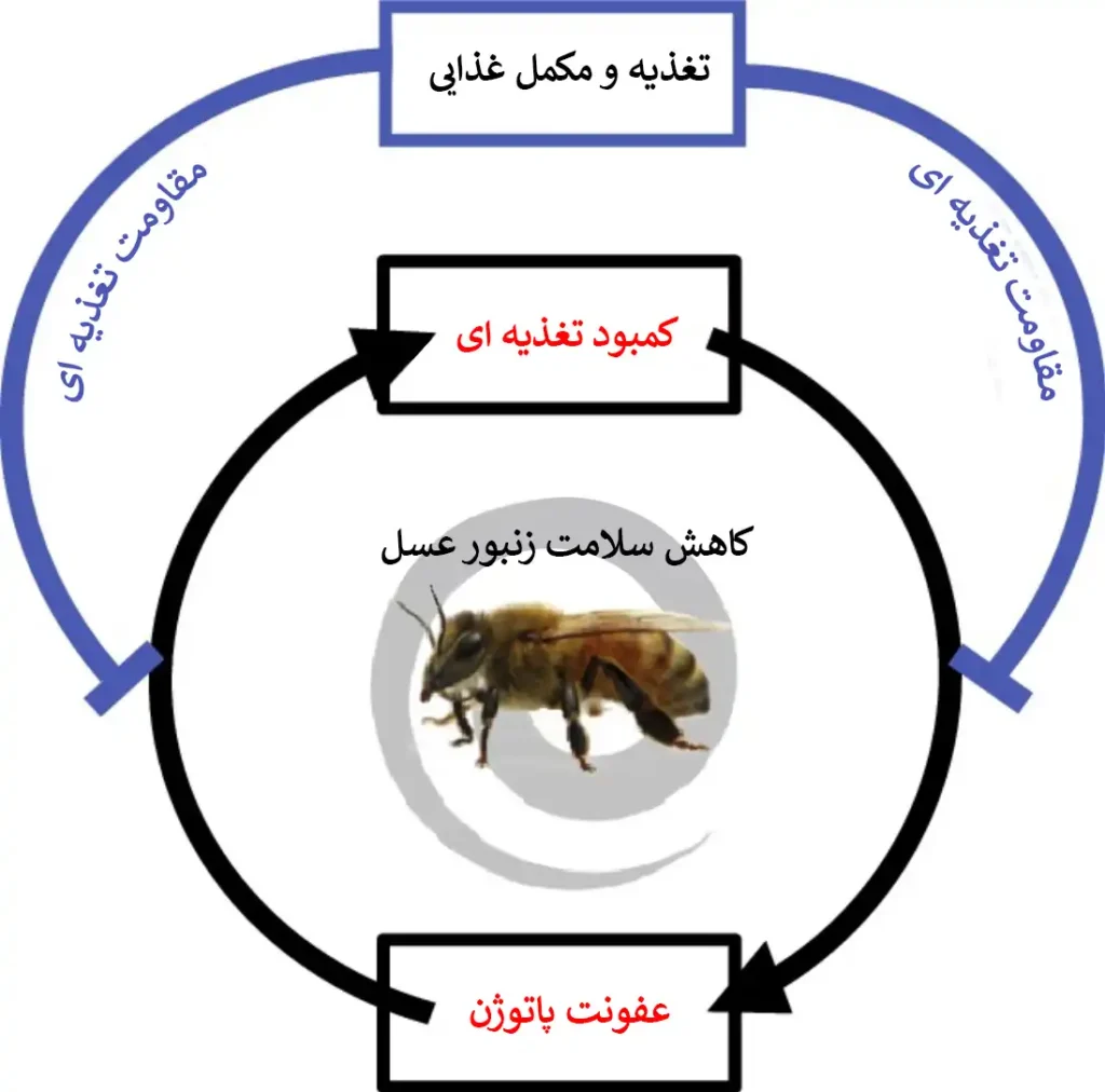 شکل 1 ) برهم کنش تغذیه - عوامل بیماریزا و رابطه انعطاف پذیر بین تغذیه با سلامتی زنبورعسل