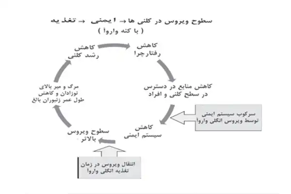 شکل 2 ) رابطه سمبولیک بین تغذیه، ایمنی و سطح ویروس وتاثیر آن بر رشد کلونی زنبور و تغییر در رابطه هنگامی که زنبورها آلوده به جرب واروآ می شوند.