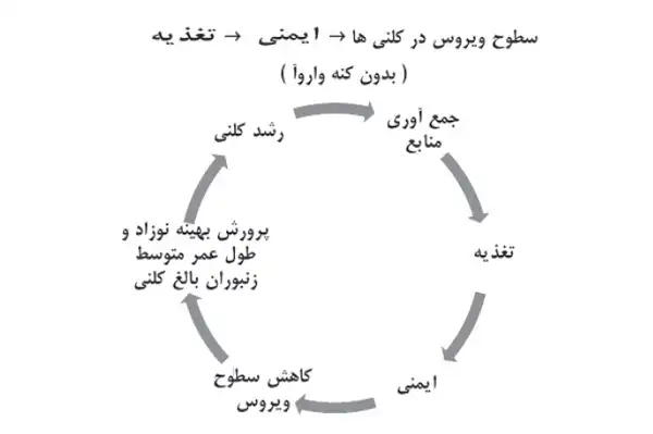 شکل 3 ) تغییرات در روابط بین تغذیه، ایمنی و سطوح ویروس زمانی که زنبورها توسط کنه های واروآ الوده می شوند.