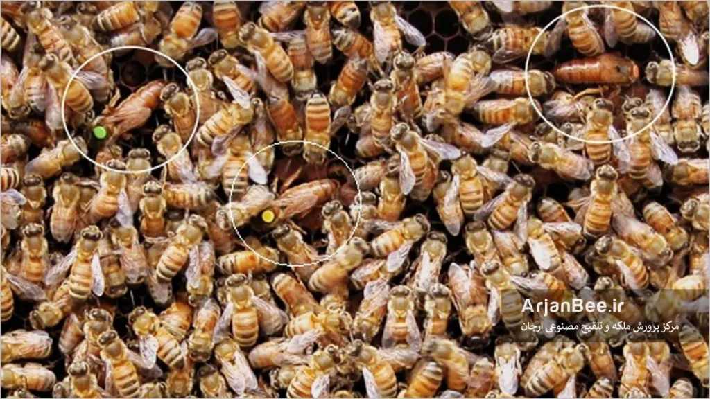 کلنی های چند ملکه ای