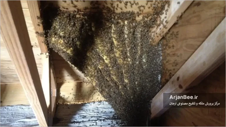 لانه بچه کندو در خانه مسکونی