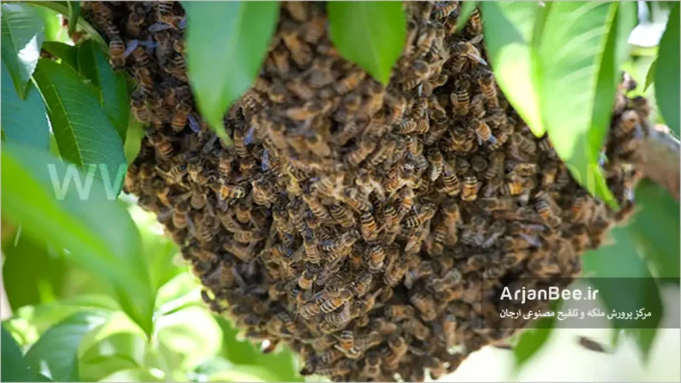 بچه دهی و ترک کندو