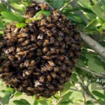 نبچ دهی زنبور عسل