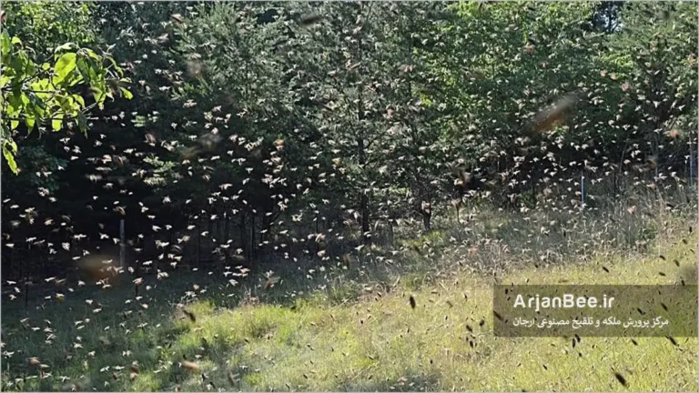 ازدحام بچه کندو زنبور عسل