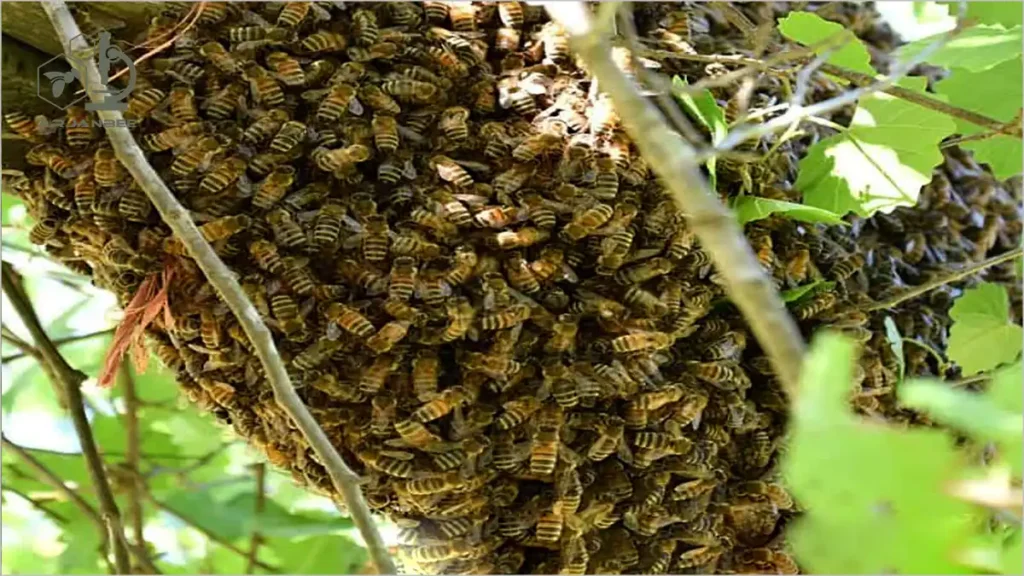 بچه دهی زنبور عسل
