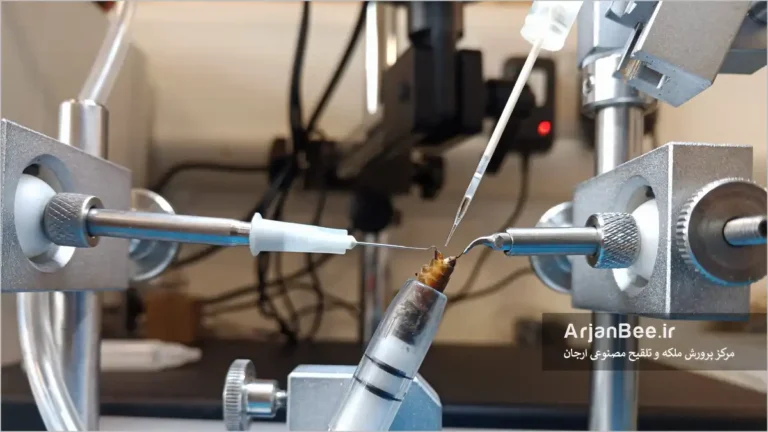 تلقیح مصنوعی ملکه