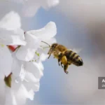 گرده افشانی زنبور عسل بر روی گل ها