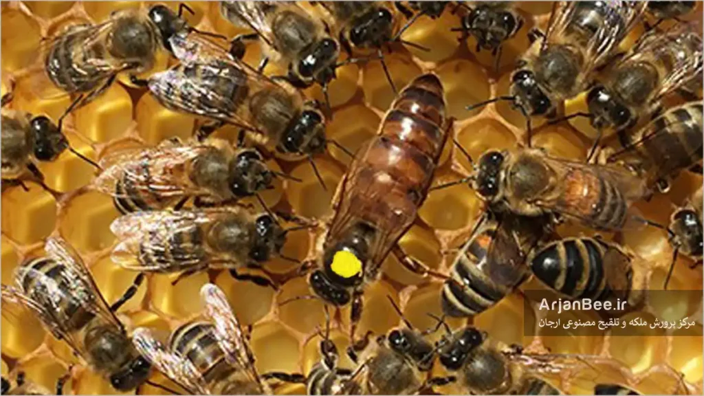 زنبور نژاد روسی