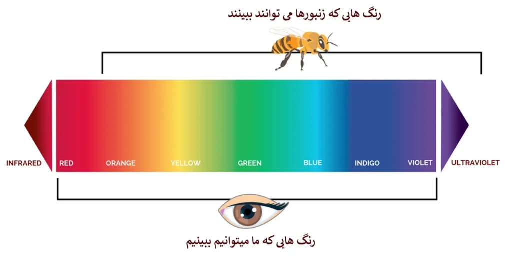 تفاوت دیدن رنگ ها توسط انسان و زنبور عسل
