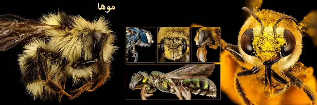 موهای زنبور عسل