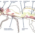 نام برخی از اندام های زنبور عسل