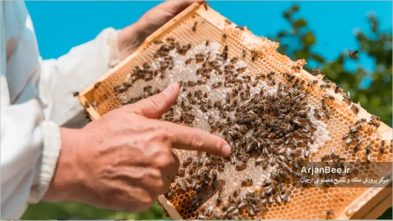 بازدید و آشنایی با کلونی زنبور عسل