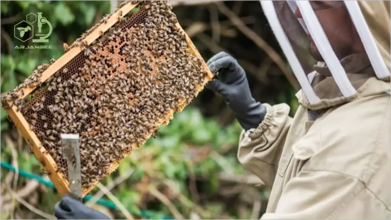 بازدید کامل کندوی زنبورعسل